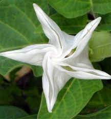 Pin De Dilma Anacleto Em Flores Formas Cores Flores Exoticas Flores Fotos De Flores