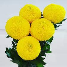 Chrysanthemums T G Flower Growers Chrysanthemum Flower Chrysanthemum Flowers