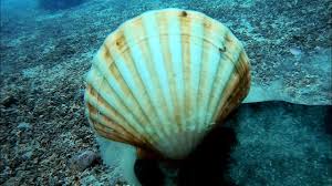 Chasse Sous Marine Coquilles Saint Jacques Youtube
