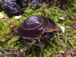 Ахатины, архахатины, другие улитки и слизни. Allexotic Caracolus Excellens Et Pleurodonte Isabella Facebook