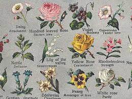 Pink carnations stand for remembrance of the deceased. Image Result For Flower Represents Strength Language Of Flowers Flower Meanings Spring Wedding Flowers