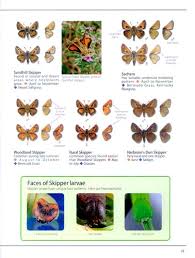 The Butterflies Of San Diego County Introduction And Identification Guide