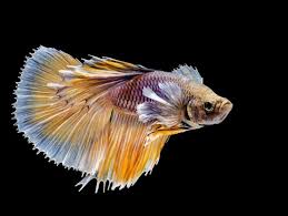 Featuring bright colors and elegant, flowing fins betta fish are the perfect. Types Of Betta Fish A Guide On Patterns Color And More