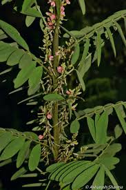 Image result for Indigofera cylindracea