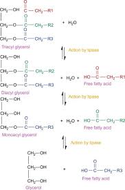 Image result for Lipase