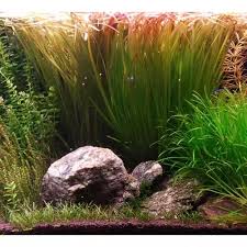 Image result for Blyxa aubertii