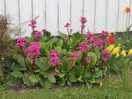 Sie werden auch wickelwurzen und stammen aus den zentral. Altai Bergenie Bergenia Cordifolia Perfekte Stauden Ratgeber