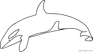 As you can see wally the whale has really put on a show for us. Killer Whale Coloring Pages Coloringall