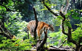 Bengal Tiger High Definition Wallpaper Jungle Wallpaper Pet Tiger Tiger Wallpaper