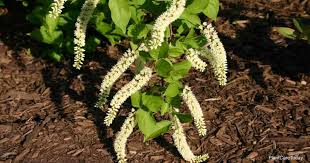 It provides nesting and shelter for wildlife as well as food for bees. Itea Virginica How To Grow And Care For Virginia Sweetspire