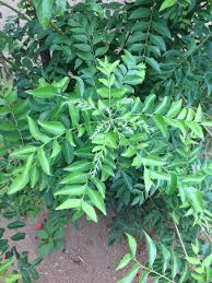 Image result for Hunteria myriantha