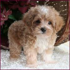 How to find the right poodle breeder. Maltipoo Cute Animals Maltese Poodle Puppies Maltipoo Puppy