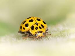 Citroen Lieveheersbeestje Yellow Twenty Two Spot Ladybird Photo Bert Van Beek Ladybug Beautiful Creatures Ladybird