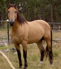Here is a subreddit for all act brumbies supporters. Australian Brumby Oh I Want It Brumby Horse Horses Horse World