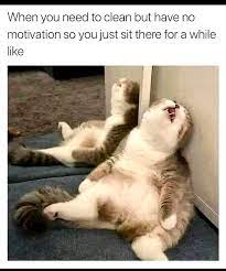 Top Laughing So Hard Cat Memes Cat Memes 1 Hour Animals Funny Cats Funny Animals Funny Cat Memes