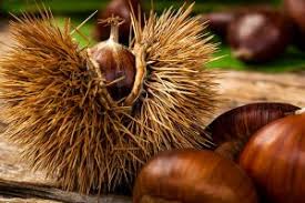 Winterzeit Maronenzeit Wiressengesund