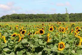 Maybe you would like to learn more about one of these? Beautiful Sunflower Fields In Long Island Ny Find Love Travel