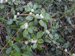 Image result for Alternanthera caracasana