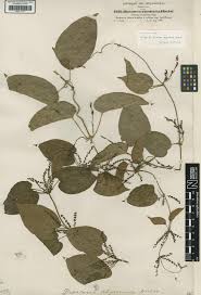 Image result for Dioscorea praehensilis