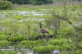 In 1972, the state of new york, through the department of environmental conservation, purchased over 2,000 acres for the wildlife management area. A Goose On Lookout At The Bashakill Wildlife Management Area Photograph By James Connor