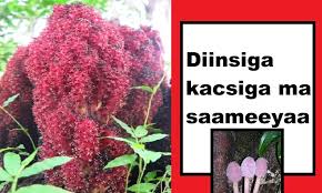 Image result for Sarcophyte piriei