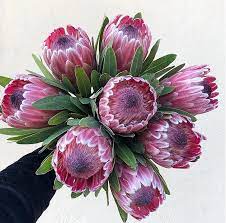 Pink Ice Protea Flower 5 Stems Protea Flower Protea Wedding Beautiful Wedding Flowers