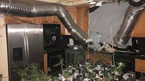 And what happens to plants in danger of extinction? I Team Exclusive Illegal Marijuana Grow Destroys Fremont Couple S Rental Home 6abc Philadelphia
