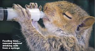 Feeding Time Rescued Squirrel Drinking Milk From A Syringe Drink Milk Zoo Animals Feeding Time