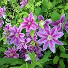 Nelly moser clematis enjoys full sun but can tolerate some afternoon shade where it can brighten up a shady corner on warm afternoons. Nelly Moser Clematis Vine American Meadows