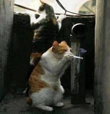 Cogito Ergo Sum On Twitter Funny Animal Pictures Funny Cat Pictures Cute Animals