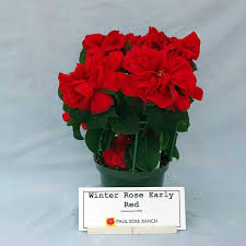 Maybe you would like to learn more about one of these? Winter Rose Early Red Poinsettia Trials