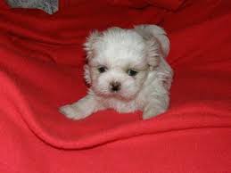 The maltese will work fine for novice owners, but obedience training is recommended. South Georgia Shihtzu S In Homerville Georgia 217948 I Love Dogs Dogs And Puppies Dogs