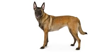 It is not recommended to keep a malinois in an apartment. Belgian Shepherd Malinois Dog Breed Purina