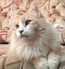 Every day, someone, somewhere, falls in love with a calico kitty for the very first time. 38 Best Cream Colored Cat Names The Paws
