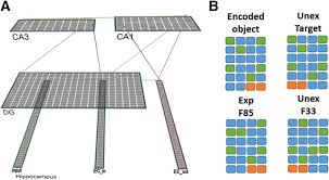Simplified representation of animal cell structure. Pattern Separation Underpins Expectation Modulated Memory Journal Of Neuroscience