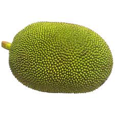 jackfruit png free jackfruit png transparent images 135478 pngio jackfruit png transparent