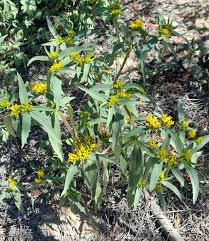 Image result for Flaveria bidentis