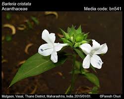 Image result for Barleria cristata