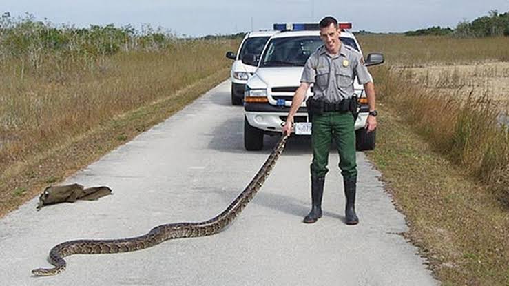 Attack of the Giant Pythons