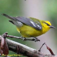 Many types of gulls, such as the common gull, the herring gull and the kittiwake, have yellow beaks. Blue Winged Warbler Birds Of Cuba Cuban Birds