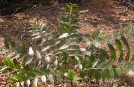 Image result for Kirkia