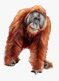 Orang utan (melayu & quot; Orangutan Png Clipart Transparent Png Transparent Png Image Pngitem