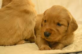 Puppy or adult, take your golden retriever to your veterinarian soon after adoption. Golden Retriever Puppies For Sale Beebe Road Vt 257233
