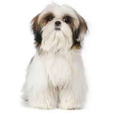 (my puppies next hairstyle)female shih tzu puppy 5 months old asian fusion teddy bear style, dog groomer in. 7 Shih Tzu Haircuts Petcarerx Com