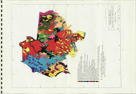 Image result for Harpachne schimperi