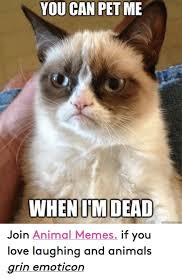 The popularity of super funny cat memes. Memes Clean Funny Animals Meme Wall