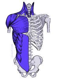 How to draw the human torso. How To Draw The Torso Easier An Illustrated Guide Gvaat S Workshop