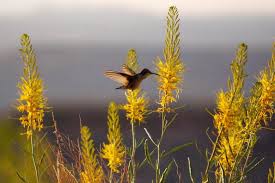 Image result for Cineraria pinnata