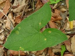 Image result for Stylochaeton