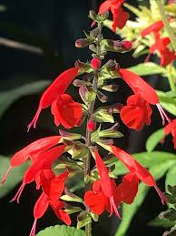 Image result for Salvia coccinea